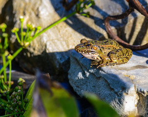 Bullfrog Perched on Edge of Water Garden and Lily Pond