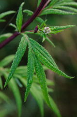 Juicy green leaves in dew, summer. Sunlight, bokeh, background