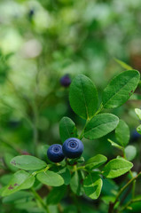 Organic blueberry growing in a forest closeup