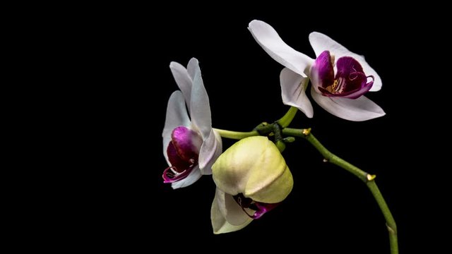 Timelapse of pink Orchid flower blooming on black background
