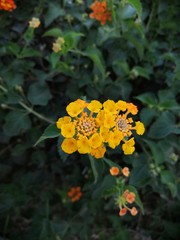 yellow flowers in the garden