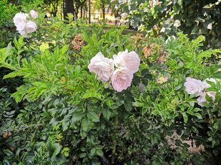flowers in the garden