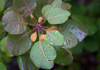  wet leaves close-up top view