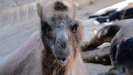 Fototapeta premium Portrait of a contented camel