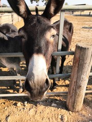 Donkey in stable