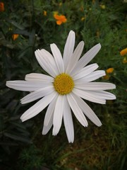 white flower on green background