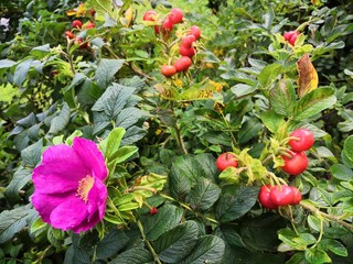 red flowers in the garden