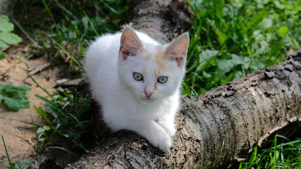 Naklejka na ściany i meble White little cat lying on a tree