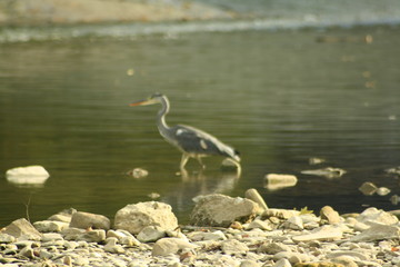great blue heron in water