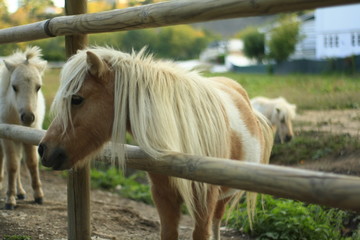 Obraz premium portrait of horse