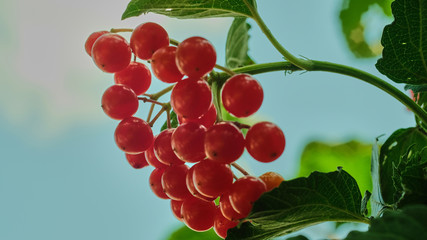 Branch of viburnum berries against the sky