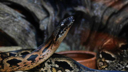 Raised snake head with closed eyes