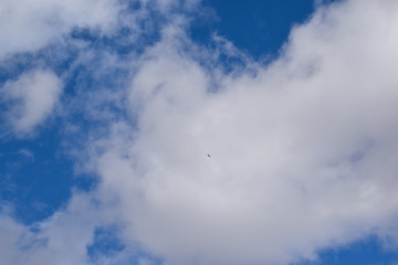 Colorado blue sky with small eagle