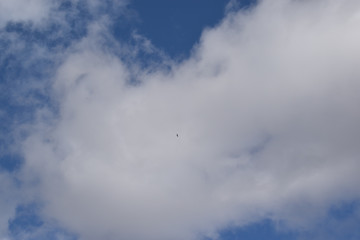 Naklejka na ściany i meble Colorado blue sky with small eagle