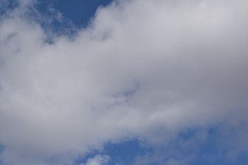 Colorado blue sky with small eagle