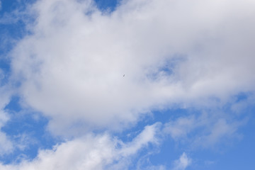 Colorado blue sky with small eagle