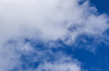 Colorado blue sky with small eagle