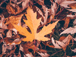 Intensely colorful autumn maple leaf lies on the dry leaves background. Macro view of orange leaf.