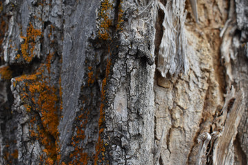 Cottonwood bark