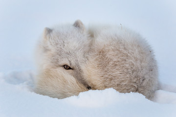 Lis polarny, południowy Spitsbergen