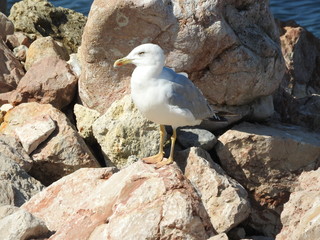 Seagull on the rock