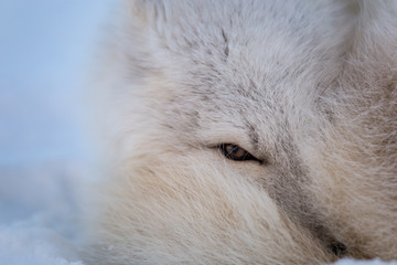 Lis polarny, południowy Spitsbergen © blackspeed