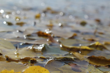  photo autumn leaves and water.the pond is dirty.leaves were falling into the pond.color yellow, brown.