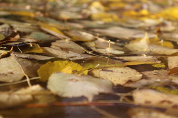  photo autumn leaves and water.the pond is dirty.leaves were falling into the pond.color yellow, brown.