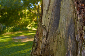 old tree bark on the atlantic coast