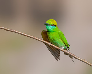 Green bee eater sitting on a bush on a bright sunny day