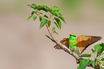 Perfect landing of green bee eater on a bush