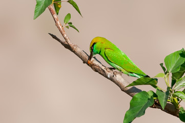 Green bee eater at hunt on a hot day