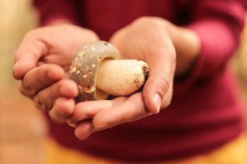 Close-up Small white mushroom with orange cap Leccinum or Boletus lies in the palm of the hand.  Selective focus and soft background. Autumn harvest.