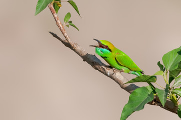 Green bee eater at hunt on a hot day