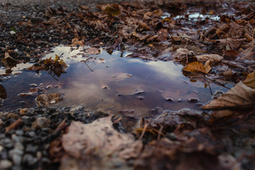 Leaves on the ground in front of a sing