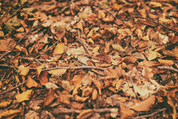Pattern of orange-red autumn foliage. Beautiful autumn background of fallen yellow leaves in the forest. Autumn season background