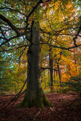 Fototapeta premium autumn forest colours, beautiful sunset in the woods, sunny indian summer afternoon