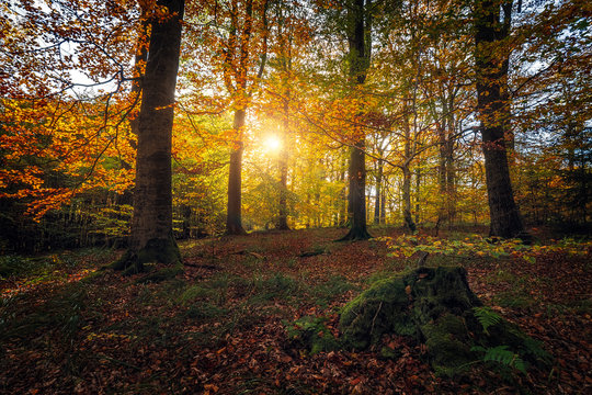 autumn  forest colours, beautiful sunset in the woods, sunny indian summer afternoon