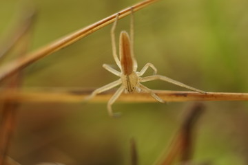 spider on a leaf