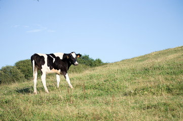A cow in a sunny day of the meadows of Cantabria