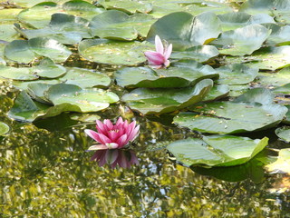 lilies on the water