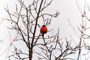 Birds sitting on branches in winter