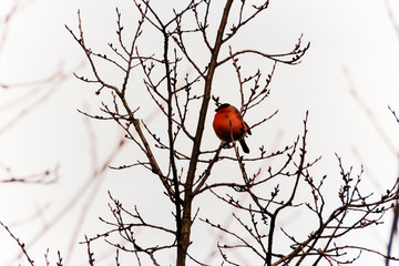 Birds sitting on branches in winter