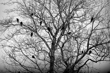 Birds sitting on branches in winter
