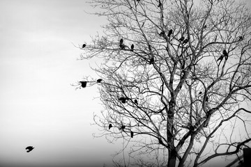 Birds sitting on branches in winter