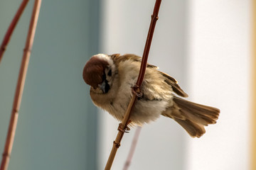 Birds sitting on branches in winter