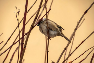 Birds sitting on branches in winter