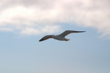 Image of a black and white Seagull soaring in the blue sky