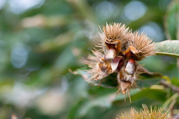 Chestnuts in autumn
