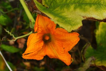 There are yellow flowers of pumpkin and grass